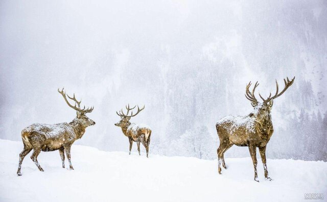 گزارشی مبنی بر تعارض وحوش به روستاها در فصل سرما ثبت نشده است
