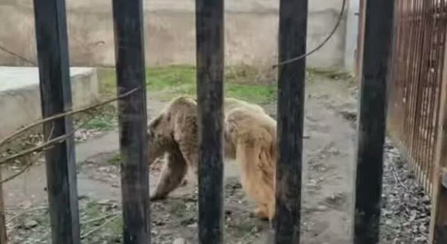 خرس قهوهای باغ وحش طاهرده ساری مشکل حیاتی ندارد