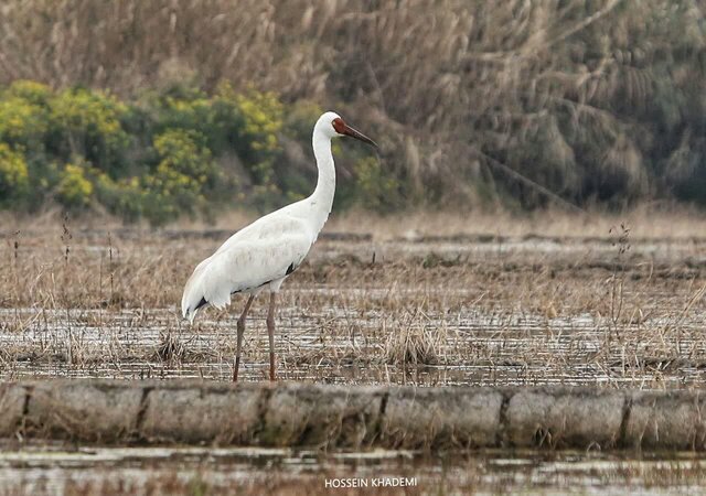 امید تنها نیست/ جفت تک درنای سیبری از بلژیک به مازندران آمد امید تنها نیست/ جفت تک درنای سیبری از بلژیک به مازندران آمد