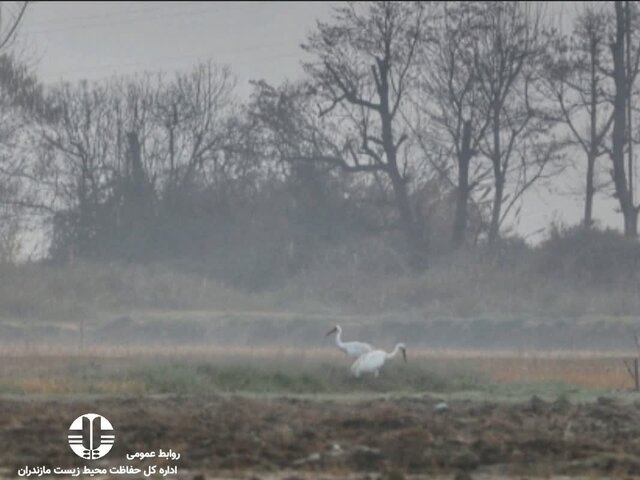 همزیستی "امید و آرزو"؛ درنای ماده رها سازی شد