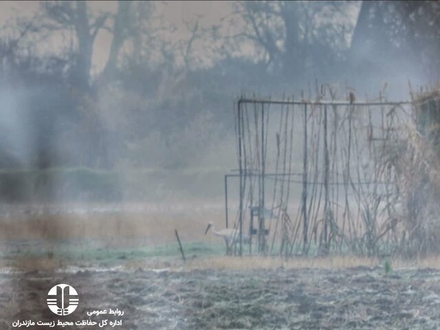 همزیستی "امید و آرزو"؛ درنای ماده رها سازی شد