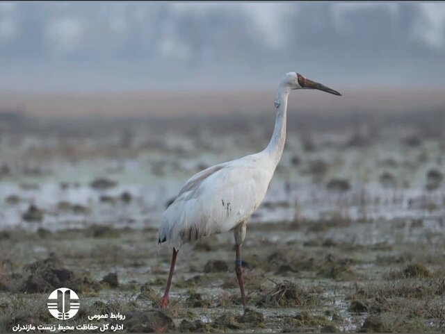 همزیستی "امید و آرزو"؛ درنای ماده رها سازی شد