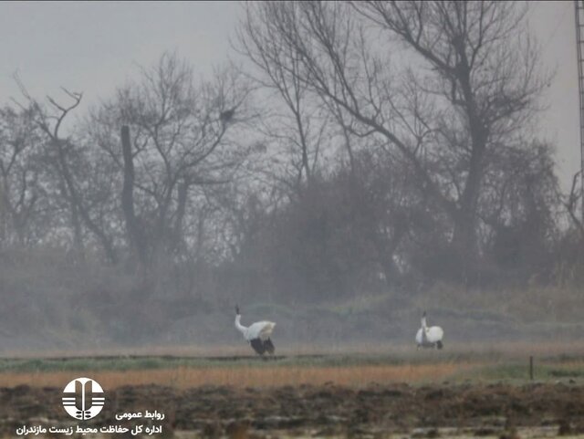 همزیستی "امید و آرزو"؛ درنای ماده رها سازی شد