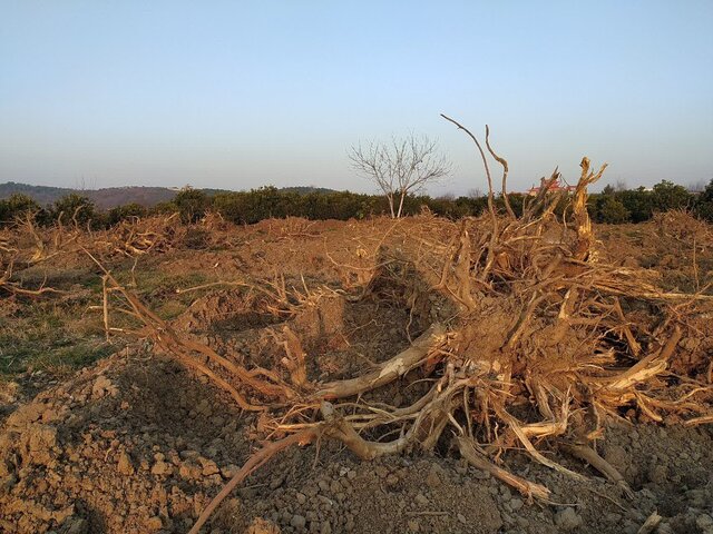 افزایش خشکاندن عمدی باغات در یزد/جریمههای سنگین در انتظار متخلفان افزایش خشکاندن عمدی باغات در یزد/جریمههای سنگین در انتظار متخلفان