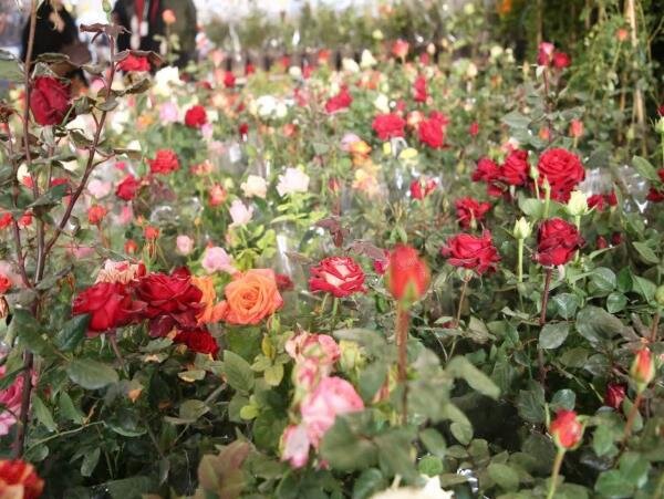 بازار گل و گیاه در محمودآباد سکه شد