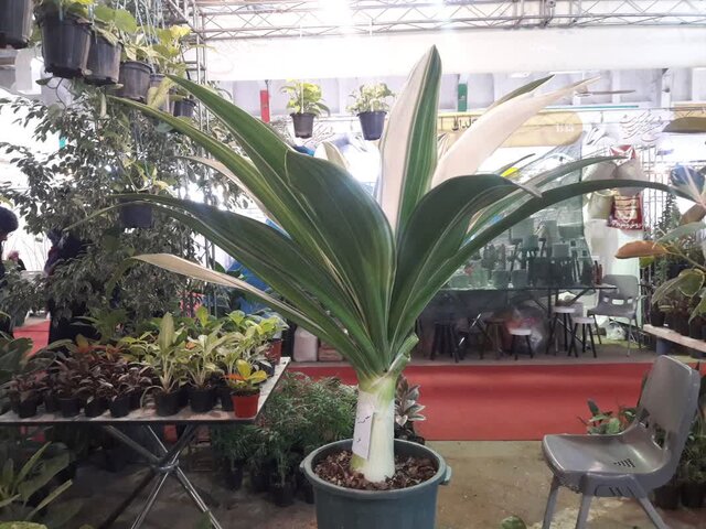 گذر از گردنه ورشکستگی با تولید گلهای کلاسیک و نوین