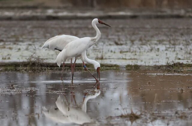 "امید و رویا" دو درنای مهاجر خاک ایران را ترک کردند