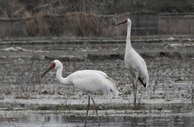"امید و رویا" دو درنای مهاجر خاک ایران را ترک کردند