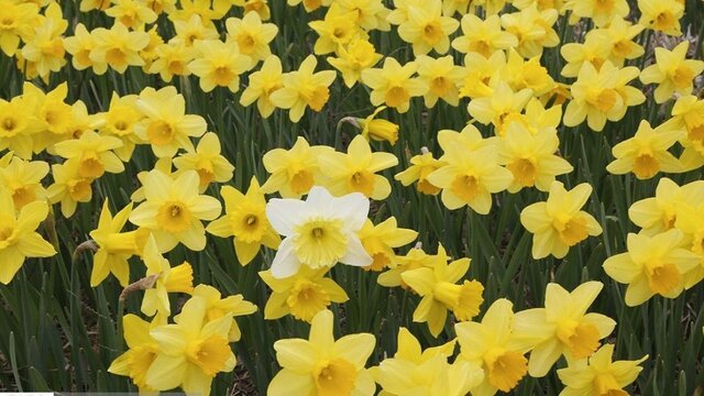"گل نرگس" ماسال مرزن آباد برند ملی می‌شود