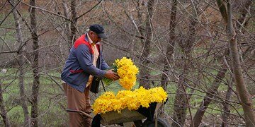 "گل نرگس" ماسال مرزن آباد برند ملی میشود