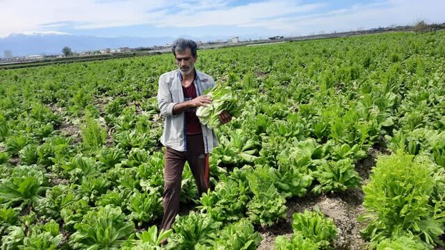 کاهوکاران آملی بیش از ۳۵۰۰ میلیارد ریال درآمد کسب کردند