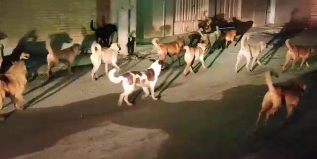 زنگ خطر سگهای ولگرد در یاسوج به صدا درآمد