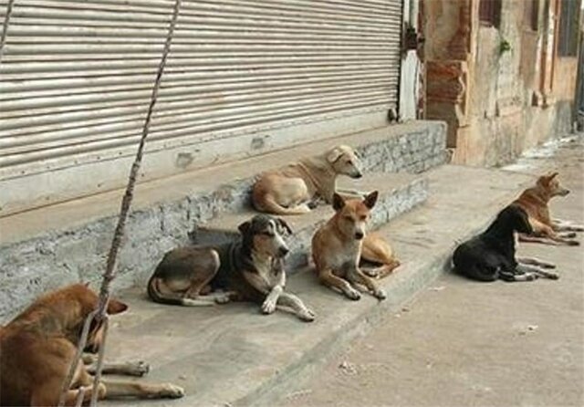 شرایط جمع‌آوری سگ‌های ولگرد در یاسوج باید فراهم شود