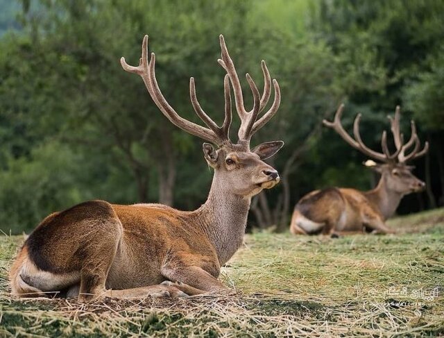 افزایش گونههای حیات وحش در سوادکوه/ مردم با محیطبانان همراه هستند
