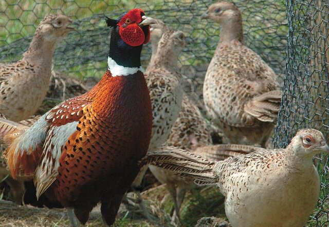 افزایش گونههای حیات وحش در سوادکوه/ مردم با محیطبانان همراه هستند