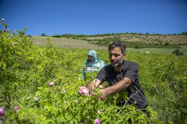 پرستاری که دستانش بوی گلاب می‌دهد