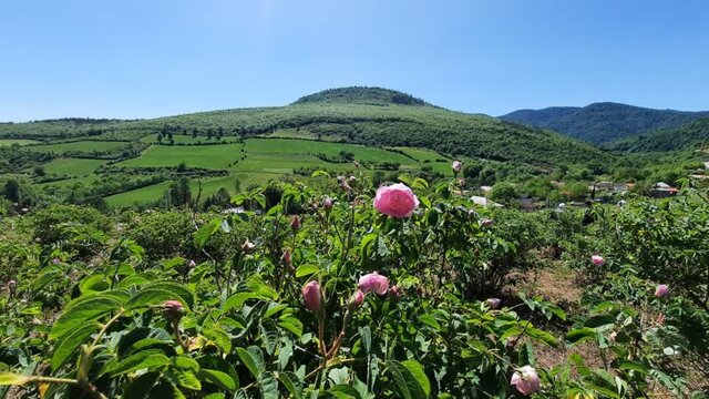 پرستاری که دستانش بوی گلاب میدهد