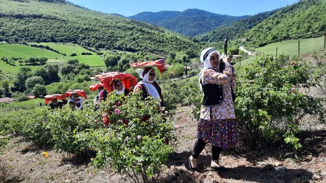 "سوری‌شوران" نوزادان در آغوش گلبرگ‌ها و نوای پیرغلامان