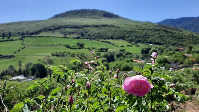 "سوری‌شوران" نوزادان در آغوش گلبرگ‌ها و نوای پیرغلامان