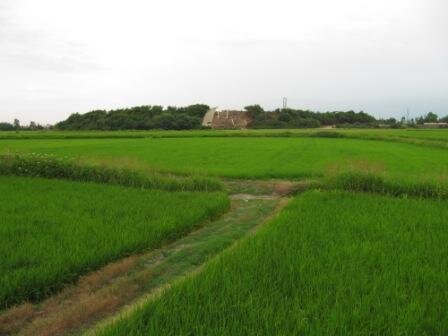 کشت برنج در مازندران قدمت سه هزار ساله پیدا کرد/ الههای با دستهای گشوده