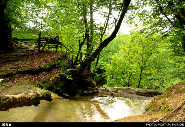 سفر به قلب جنگلهای هیرکانی