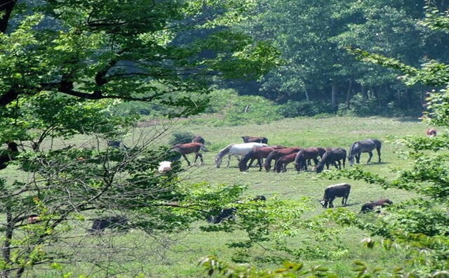 سفر به قلب جنگلهای هیرکانی