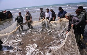 ایجاد اشتغال ۱۵ هزار نفر توسط شیلات مازندران در دولت سیزدهم