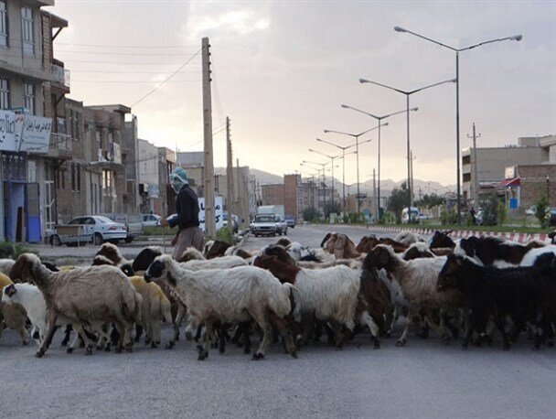 انتقال و جابجایی احشام مسیر کندوان با هماهنگی پلیس راه انجام شود