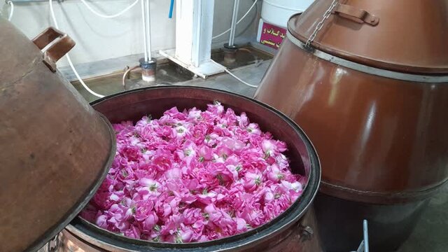 کشت گلمحمدی در کجور ۱۰ ساله شد