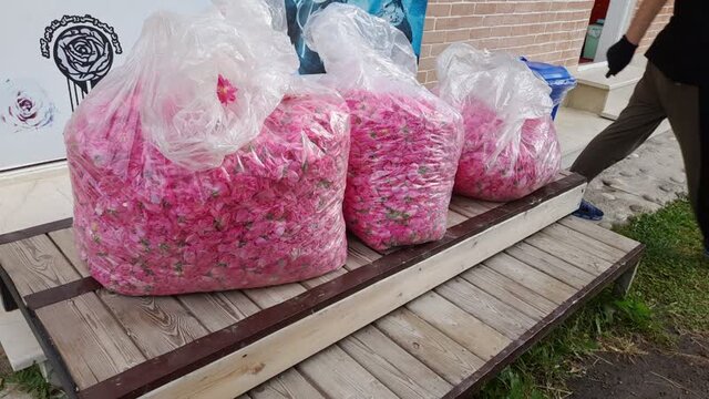 کشت گلمحمدی در کجور ۱۰ ساله شد