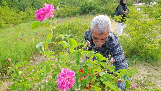 کشت گلمحمدی در کجور ۱۰ ساله شد
