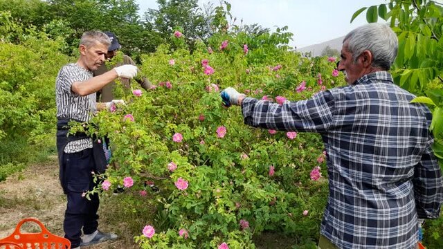 کشت گلمحمدی در کجور ۱۰ ساله شد