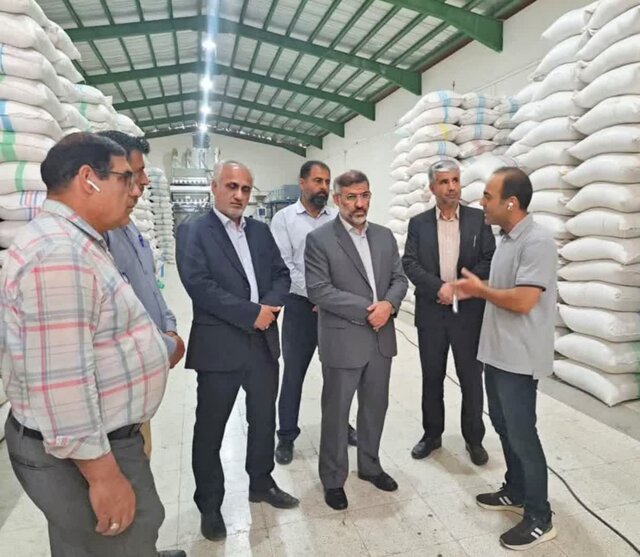 ۲۵۰ تن ارقام برنج محلی در ساری خریداری شد