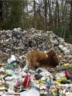 "پسماند" فاجعه زیست محیطی در مازندران