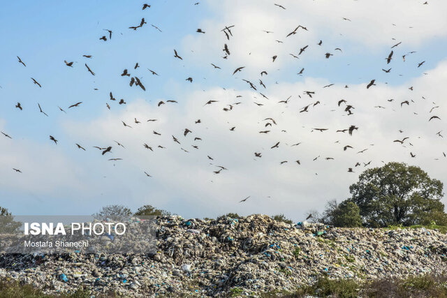 "پسماند" فاجعه زیست محیطی در مازندران