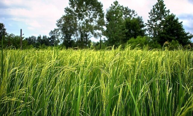 ظهور خوشه برنج در ۹۰ هزار هکتار شالیزار مازندران