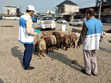 فعالیت ۴۰ میدان عرضه دام در مازندران