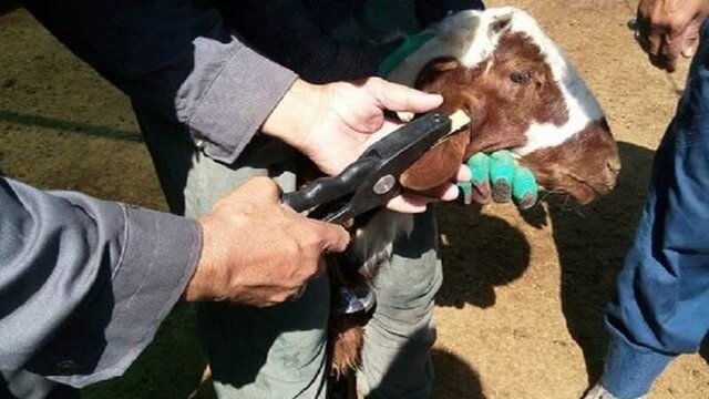 مبارزه با آفات کشاورزی به روش ارگانیک