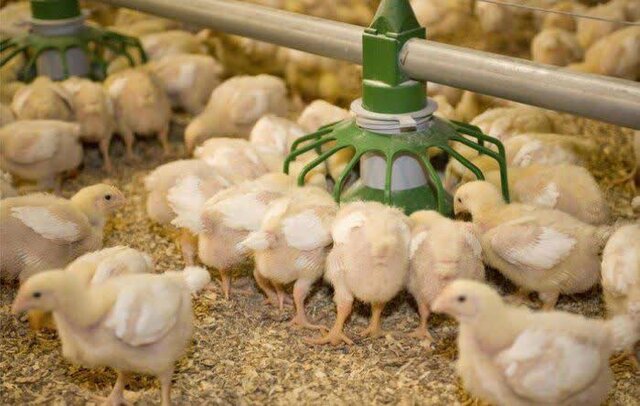 مبارزه با آفات کشاورزی به روش ارگانیک