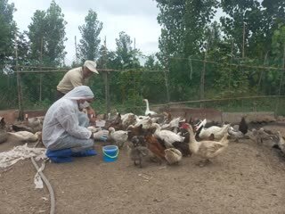 اجرای طرح رایگان واکسیناسیون طیور علیه بیماری نیوکاسل در مازندران