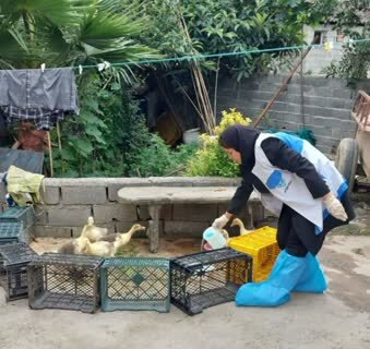 اجرای طرح رایگان واکسیناسیون طیور علیه بیماری نیوکاسل در مازندران