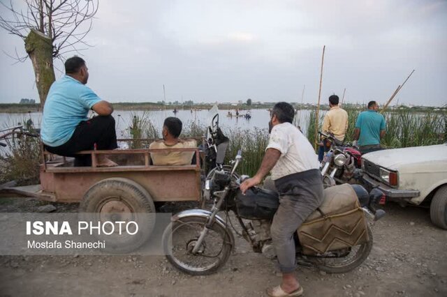 مراسم قرقشکنی ماهی در آببندانهای روستای رمنت بابل+تصویر