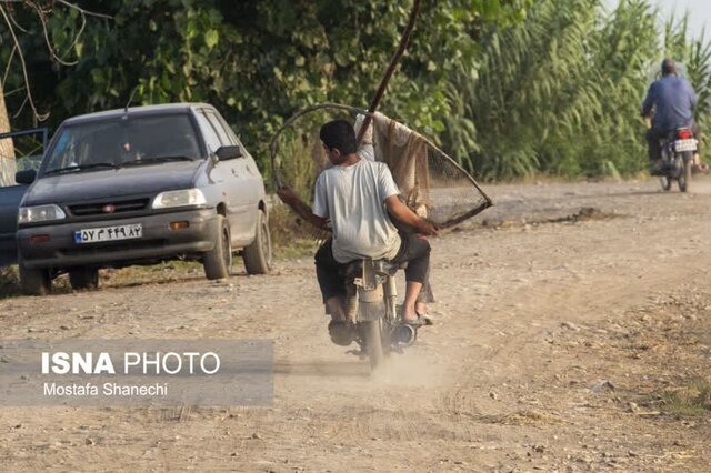 مراسم قرقشکنی ماهی در آببندانهای روستای رمنت بابل+تصویر