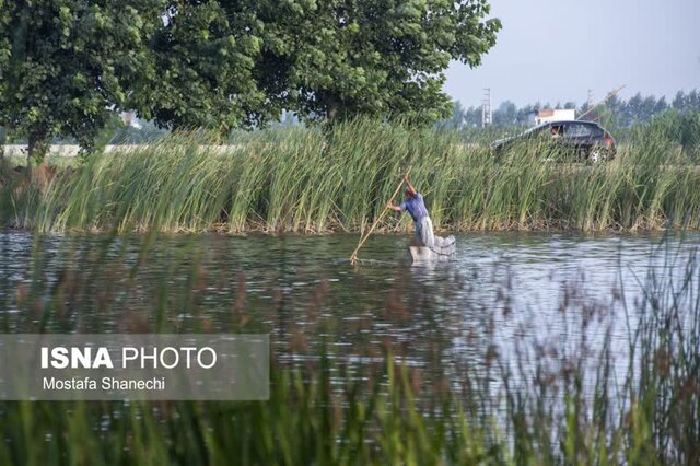 مراسم قرقشکنی ماهی در آببندانهای روستای رمنت بابل+تصویر