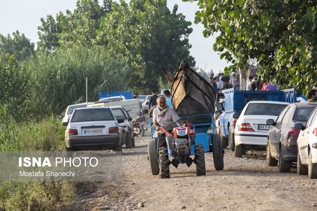 مراسم قرقشکنی ماهی در آببندانهای روستای رمنت بابل+تصویر