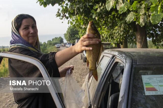 مراسم قرقشکنی ماهی در آببندانهای روستای رمنت بابل+تصویر