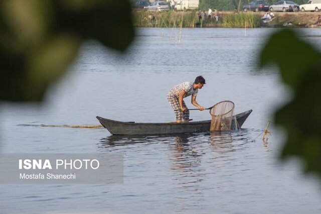 مراسم قرقشکنی ماهی در آببندانهای روستای رمنت بابل+تصویر