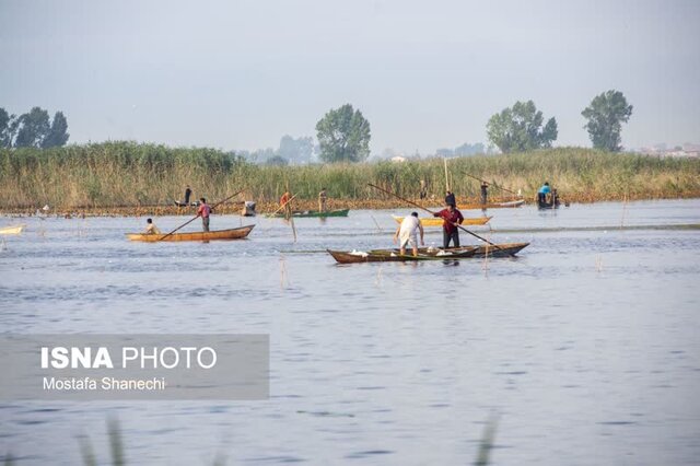 مراسم قرقشکنی ماهی در آببندانهای روستای رمنت بابل+تصویر