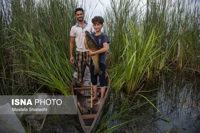 مراسم قرقشکنی ماهی در آببندانهای روستای رمنت بابل+تصویر