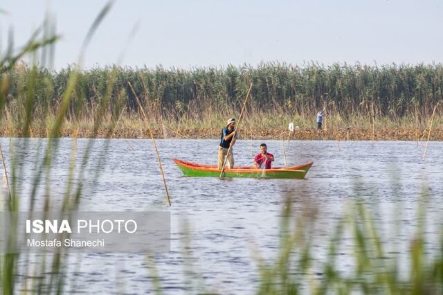 مراسم قرقشکنی ماهی در آببندانهای روستای رمنت بابل+تصویر